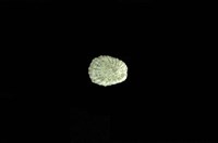 藏品(花邊青螺)的圖片